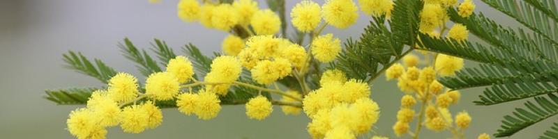 8 Marzo - FESTA DELLA DONNA
