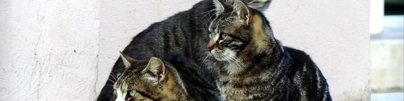 AVVISO PER L’INDIVIDUAZIONE DI ENTI DEL TERZO SETTORE PER LA GESTIONE DELLA STERILIZZAZIONE E/O CURA DI GATTI APPARTENENTI ALLE COLONIE FELINE SUL TERRITORIO COMUNALE