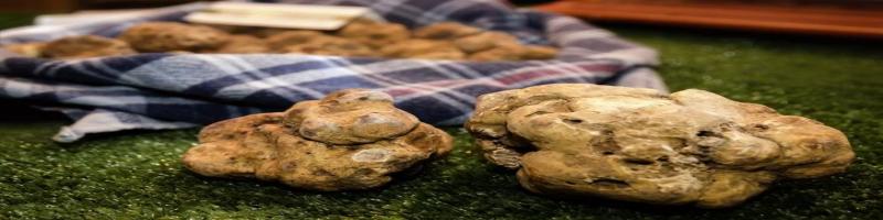 RACCOLTA TARTUFI: NUOVA LEGGE REGIONALE